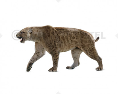 Homotherium Homotherium