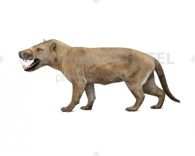 Hyaenodon horridus