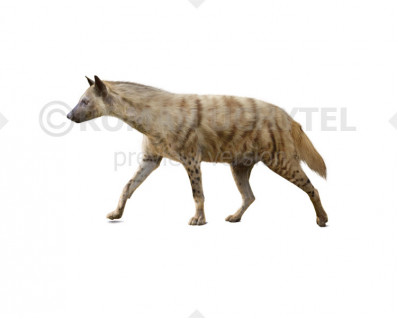 Hyaenotherium