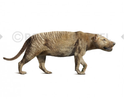 Hyaenaelurus