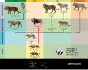 The hypothetical Phylogeny of the extinct lion-like cats