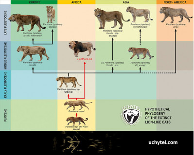 The hypothetical Phylogeny of the extinct lion-like cats