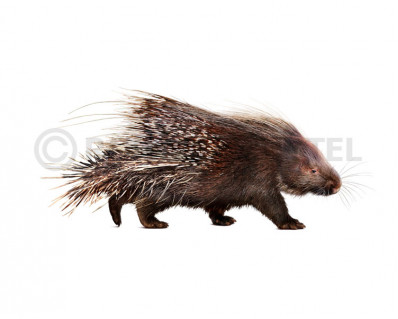 Giant European porcupine