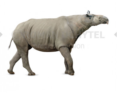 Indricotherium