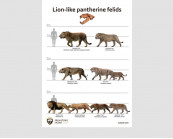 Lion-like pantherine felids, poster