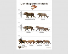 Lion-like pantherine felids, poster