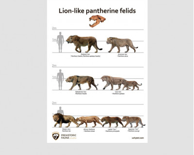 Lion-like pantherine felids, poster