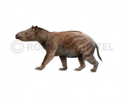 Lophiodon