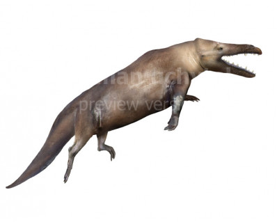 Maiacetus inuus