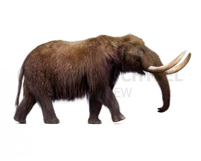 Pacific Mastodon (Mammut pacificus)