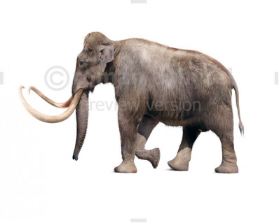 Columbian Mammoth