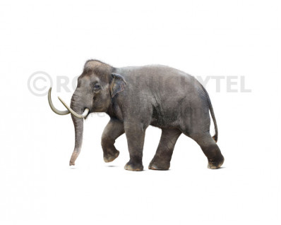 Cretan dwarf mammoth