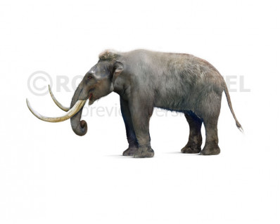 Mammuthus exilis