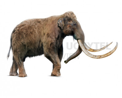 Mammuthus intermedius