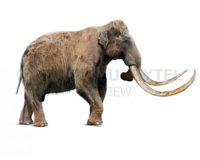 Mammuthus intermedius