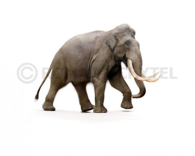 Sardinian mammoth