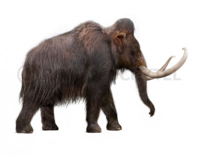 Woolly Mammoth (Mammuthus primigenius)