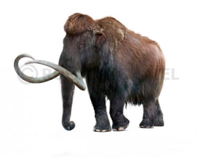 Woolly Mammoth (Mammuthus primigenius)