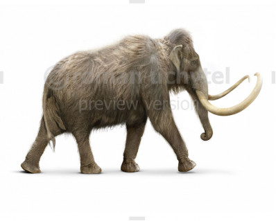 Woolly Mammoth (Mammuthus primigenius)