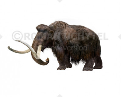 The most recent survival of all known mammoth populations (Wrangel Island)