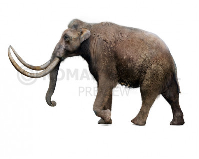 Mammuthus trogontherii