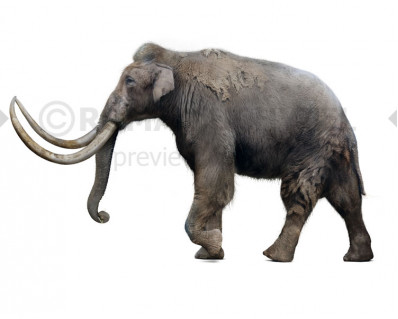 Mammuthus trogontherii