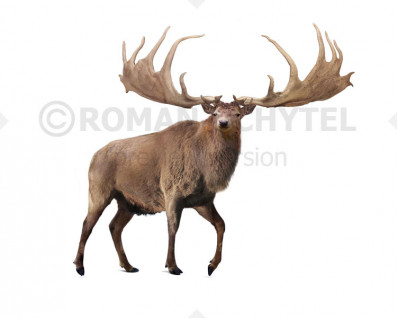 Megaloceros giganteus