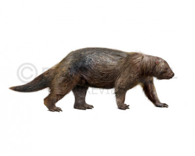 Megalocnus