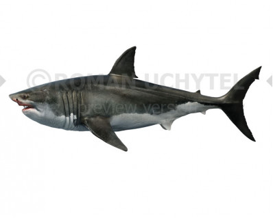 Megalodon