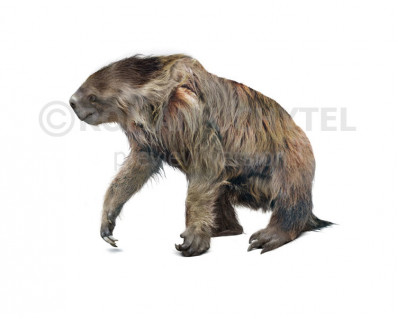 Megalonyx