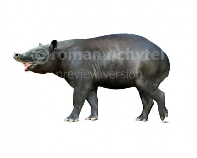 Tapirus augustus