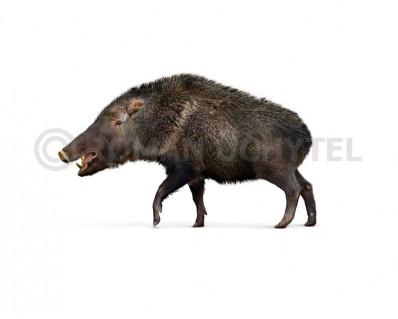 Long-nosed peccary