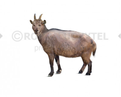 Balearic Islands cave goat