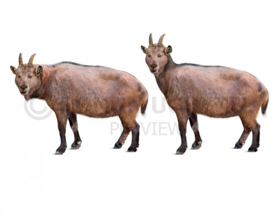 Balearic Islands cave goat