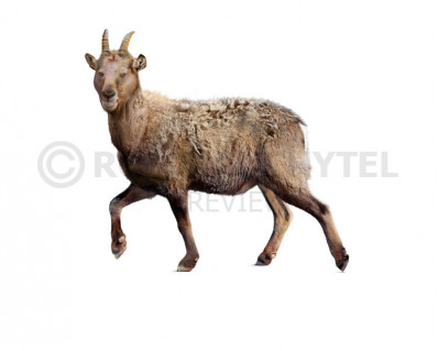 Balearic Islands cave goat
