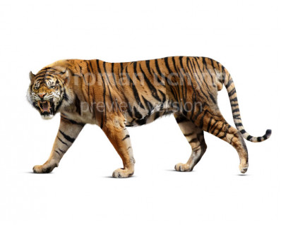 Ngandong Tiger (Panthera tigris soloensis)