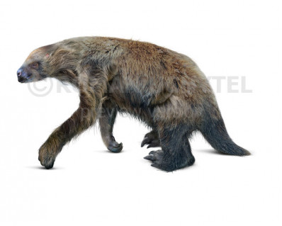 Shasta ground sloth image buy Uchytel