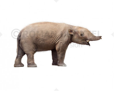 Numidotherium