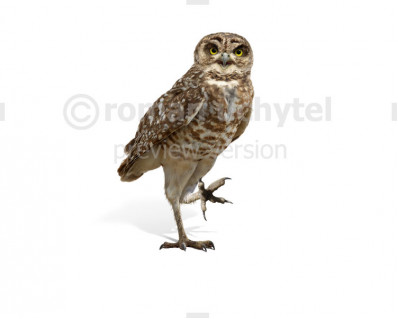 Cuban Giant Owl (Ornimegalonyx oteroi)