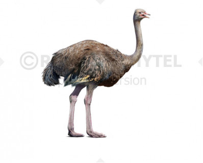 Giant Pleistocene ostrich-like bird (Pachystruthio dmanisensis)