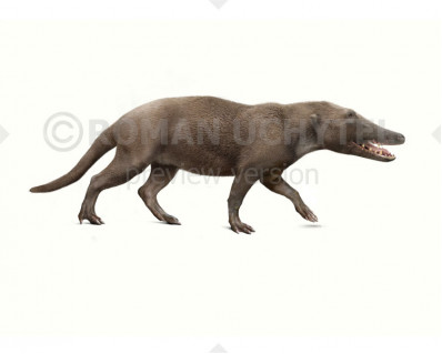 Pakicetus