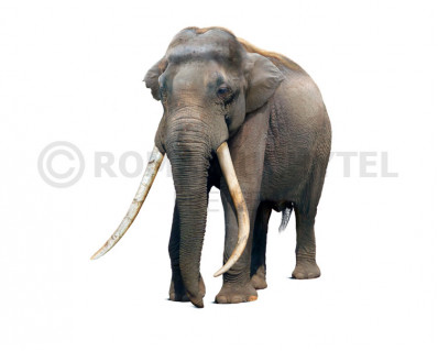 Straight-tusked elephant (Palaeoloxodon antiquus)