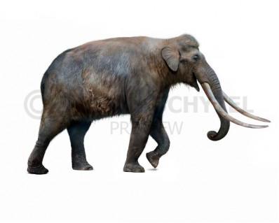 Straight-tusked elephant (Palaeoloxodon antiquus)