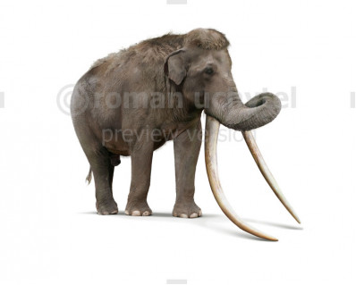 Straight-tusked elephant (Palaeoloxodon antiquus)