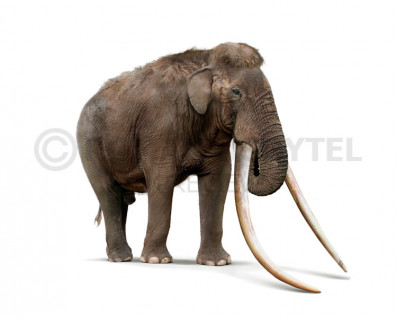 Straight-tusked elephant (Palaeoloxodon antiquus)