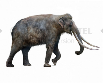 Straight-tusked elephant (Palaeoloxodon antiquus)