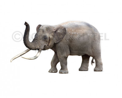 Cyprus dwarf elephant