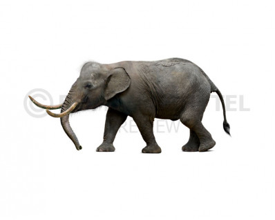 Sicilian dwarf elephant