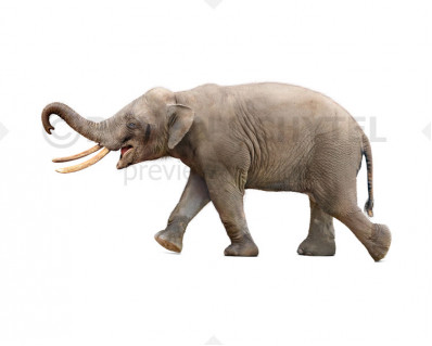 Sicilian dwarf elephant