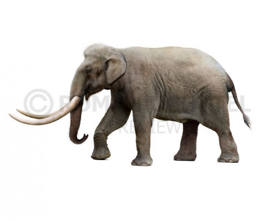 Naumann's elephant